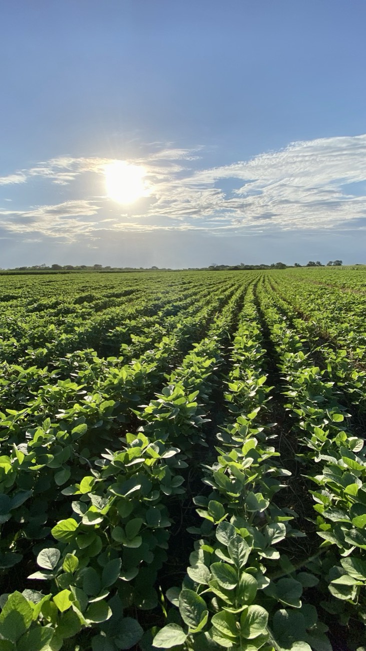 Lote de soja al atardecer en Tucumán